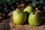 pears-5641474_640.jpg