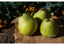  - pears-5641474_640.jpg